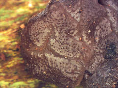 Exidia novozealandica