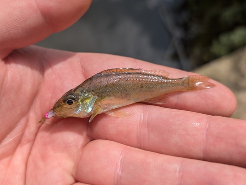 Gymnocephalus cernua