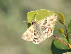 Muschampia lavatherae