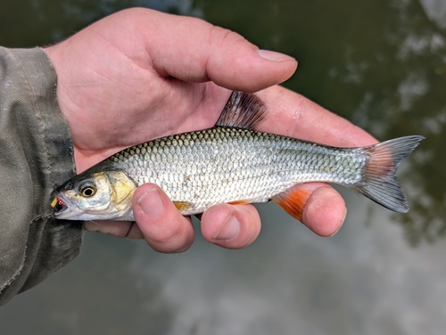 Squalius cephalus