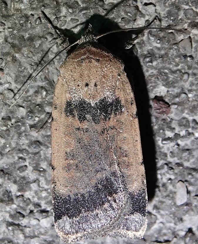 Yankee Dart