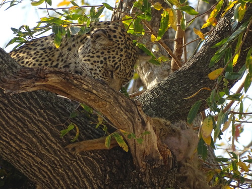 Leopard