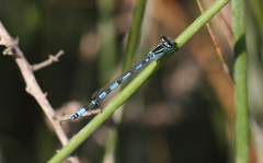 Coenagrion mercuriale