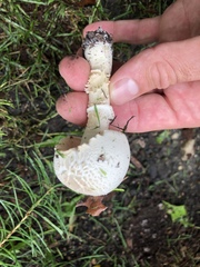 Agaricaceae