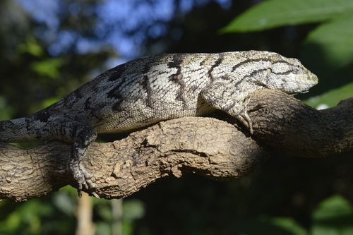 Common Monkey Lizard, Polychrus marmoratus