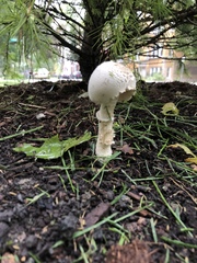 Agaricaceae