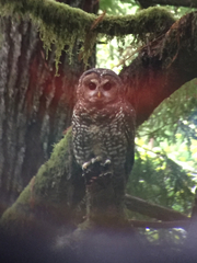 Strix occidentalis caurina