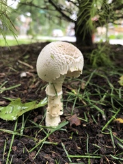 Agaricaceae
