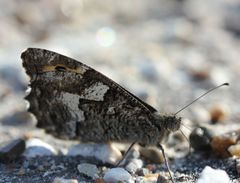 Hipparchia volgensis