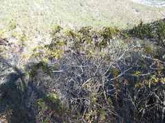 Chamaebatia australis