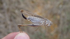 Platycleis intermedia