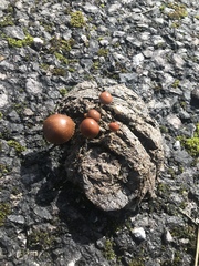 Fungi