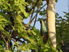 Poicephalus meyeri damarensis