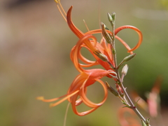 Anisacanthus linearis