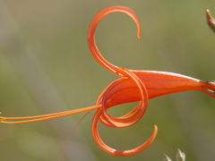 Anisacanthus linearis
