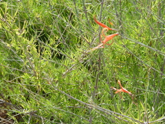 Anisacanthus linearis