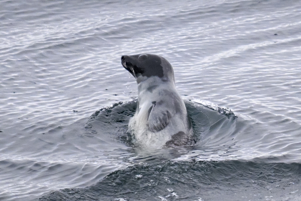 Young harp seal turning its head while swimming in calm water