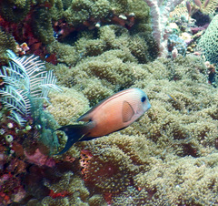 Ctenochaetus binotatus