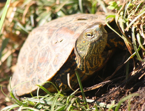 Mauremys leprosa