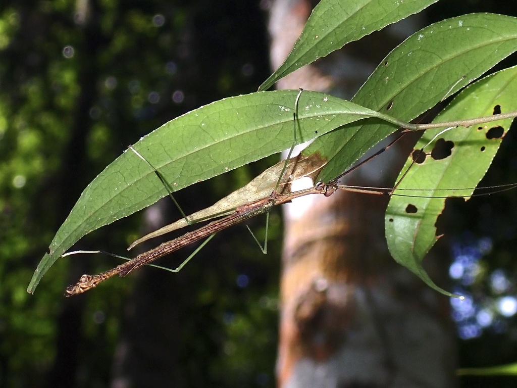 Singaporoidea jambia