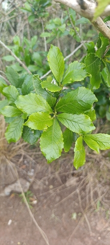Acalypha spiciflora observed 2025-07-02