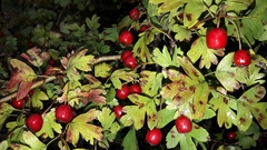 Crataegus