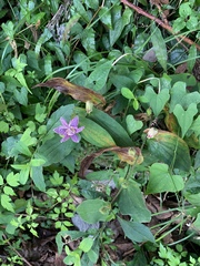 Tricyrtis hirta