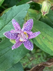 Tricyrtis hirta