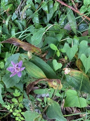 Tricyrtis hirta