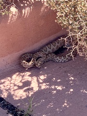 Crotalus oreganus concolor