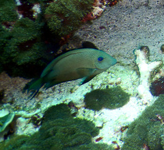 Ctenochaetus binotatus