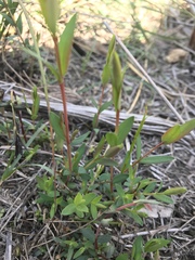Boronia parviflora