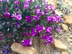 Astragalus spatulatus