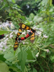 Euchromia elegantissima