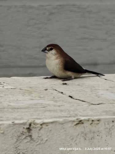 Indian Silverbill