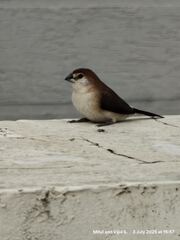 Indian Silverbill photo 6
