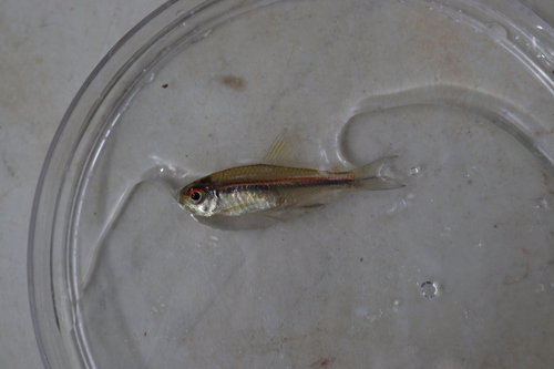 Flag tetra (Hyphessobrycon heterorhabdus) — Characidae — 3
