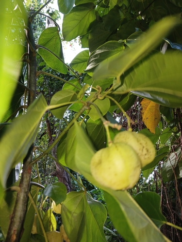 Hernandia sonora, photograph 3