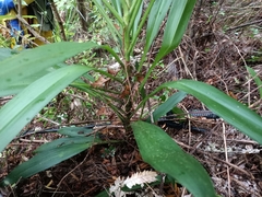 Cordyline rubra