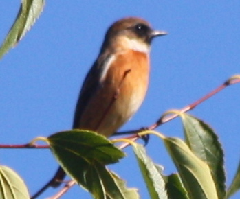 Saxicola rubicola