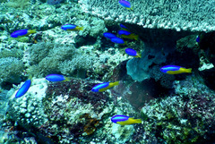 Pomacentrus auriventris