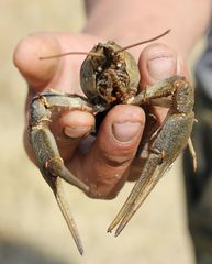 Pontastacus leptodactylus