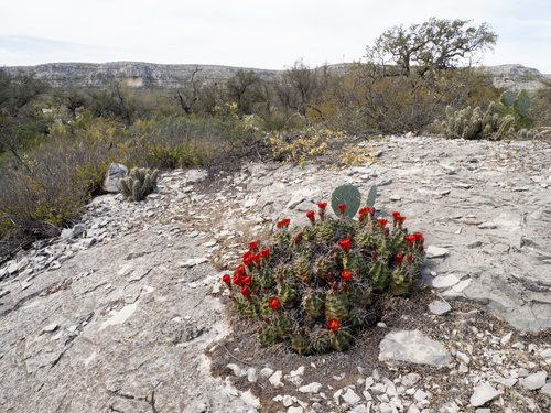 Echinocereus coccineus