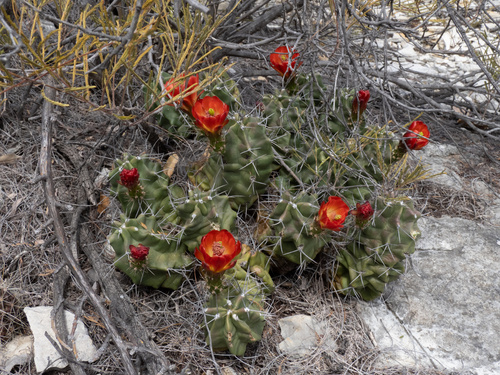 Echinocereus coccineus