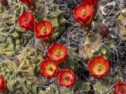 Echinocereus coccineus