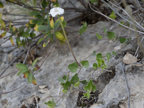 Angel's trumpets (Acleisanthes longiflora)
