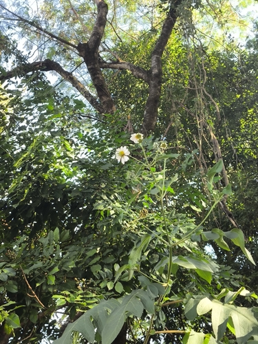 Montanoa bipinnatifida, photograph 5