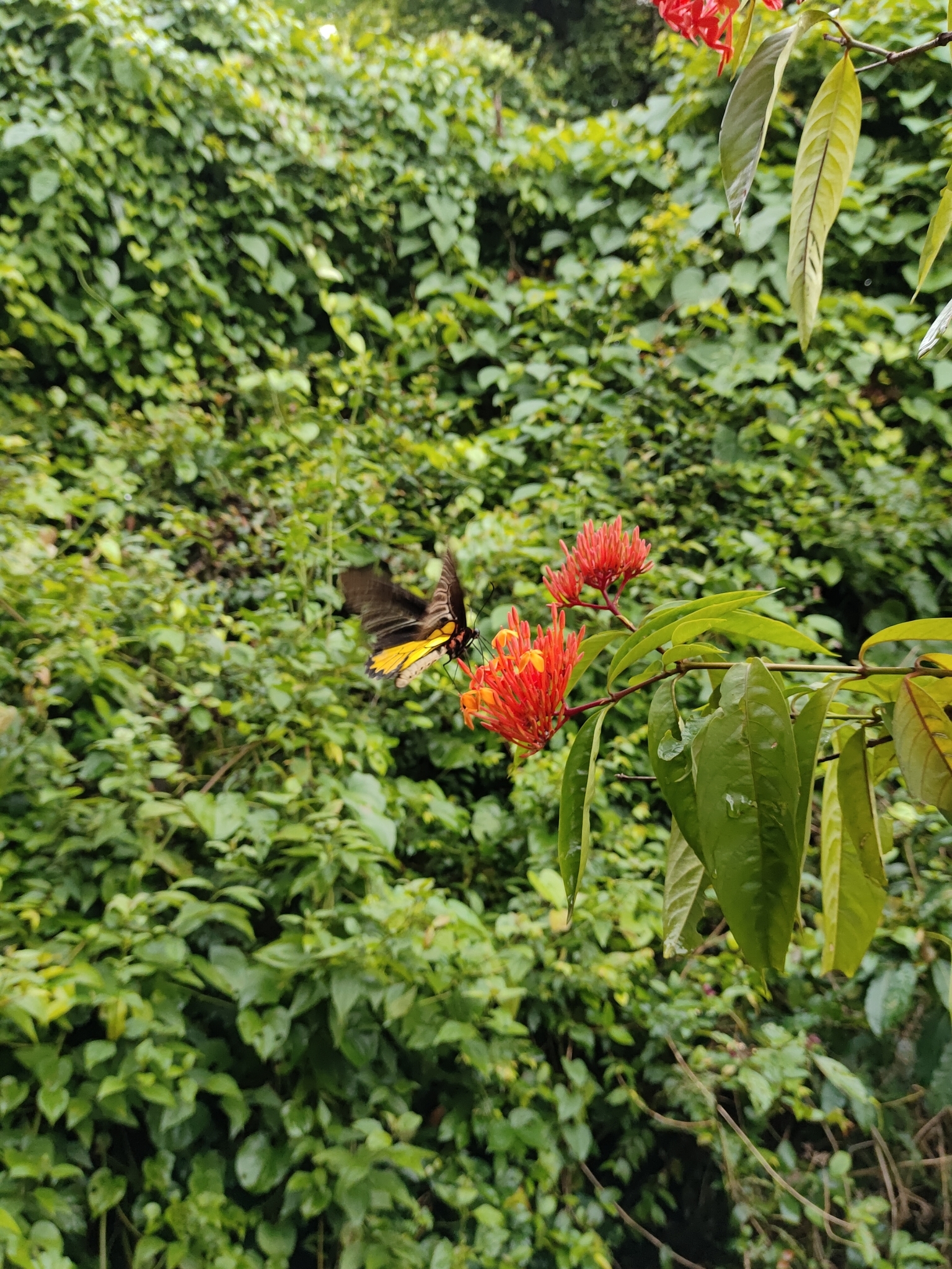 Sahyadri Birdwing
