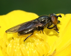 Lejogaster metallina