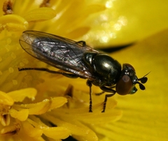 Lejogaster metallina